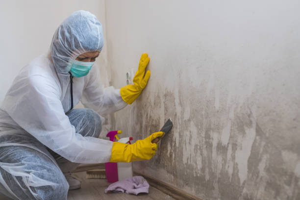 Professional Mold Removal in South Taft, CA