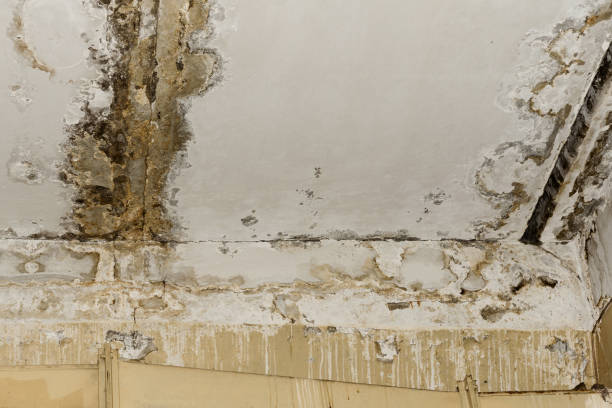 Best Attic Mold Removal  in South Taft, CA