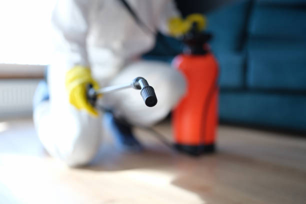 Best Basement Mold Removal  in South Taft, CA