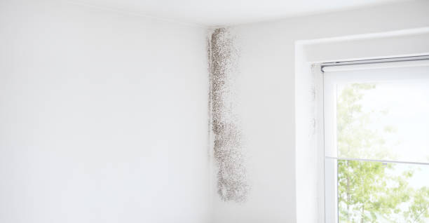 Best Crawl Space Mold Remediation  in South Taft, CA